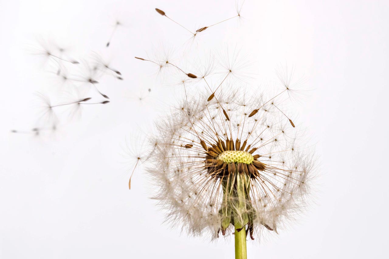 Photo closeup of dandelion seeds