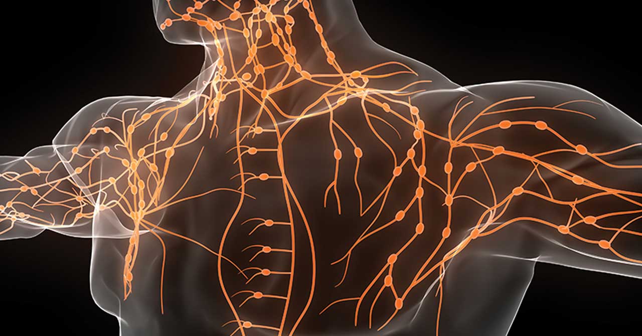 Photo illustration of the lymphedema system in the human body